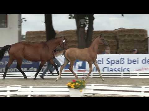 Schuermann, Conthargos-Fighting Alpha