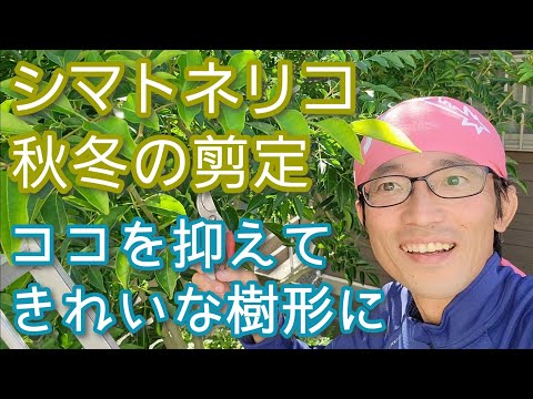  2月にクルミの木を剪定できますか? 「はい」の場合、どのように操作しますか? 2024 年のガイド  庭園
