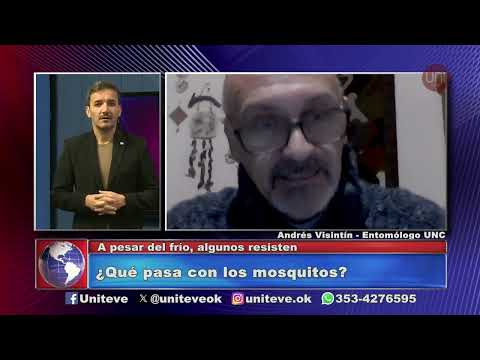 Los mosquitos se resisten el frío