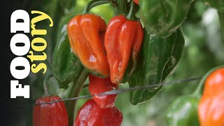 Thumbnail del capítulo