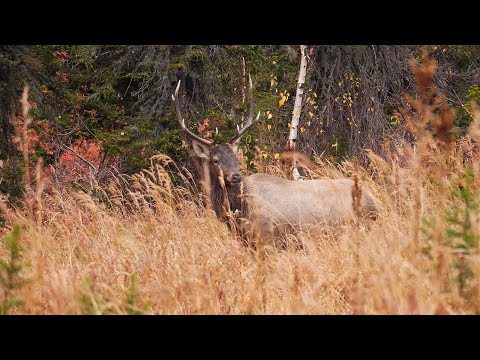 Maralbrunft an der "Uba" in Ost Kasachstan
