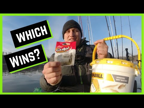 GULP MINNOW VS LIVE MINNOWS FOR CRAPPIE  which catches more fish?