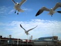 Seagulls Have Breakfast