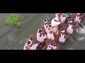 Thankathil Pattam Ketti Video Song Jalolsavam M G Sreekumar