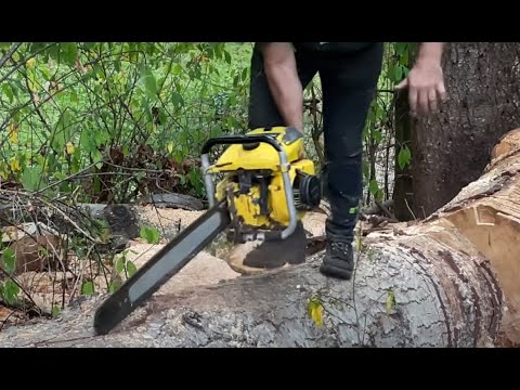 Die „beste“ Kettensäge zum Schneiden großer Bäume, die je hergestellt wurde, Mac 125 sp