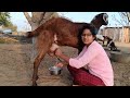 Ye Lo G Goat Milking Video Bakri Ka Dudh Kaise Nikale Goat Milking Bakri Ka Dudh Milking