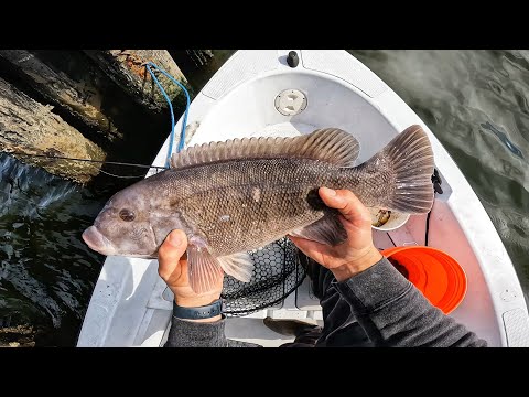 Jigging Up Blackfish : Tips & Techniques