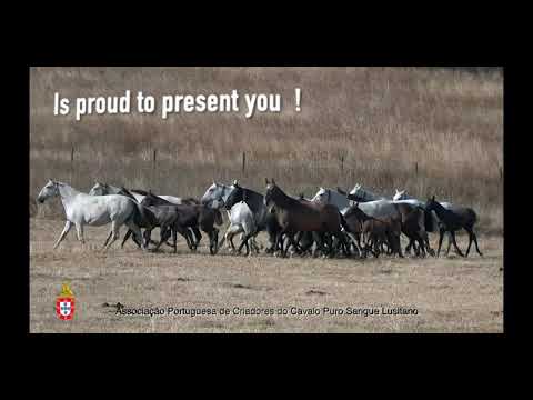 Projecto Criadores APSL