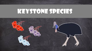 Keystone Species | Ecology