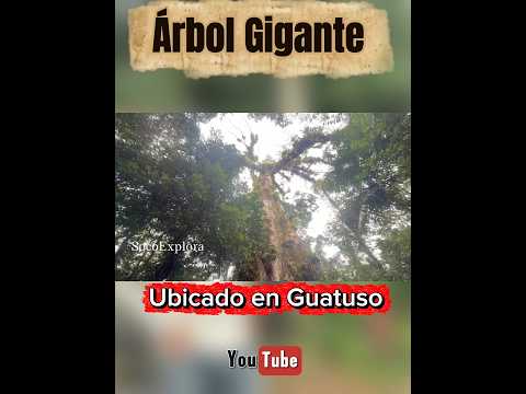 Árbol Gigante en Guatuso, Alajuela Costa Rica