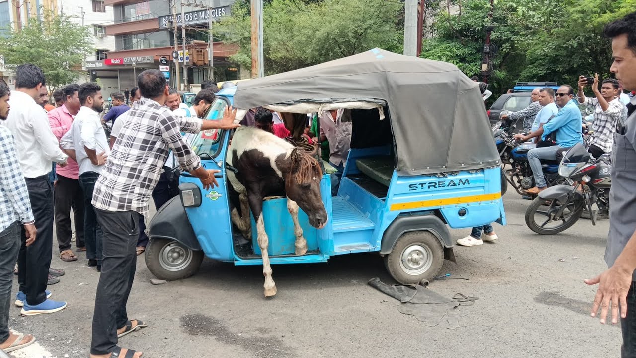 Jabalpur News: बीच सड़क पर बेकाबू घोड़ों का तांडव - आफत में आई कई लोगों की जान