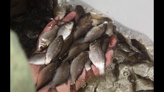Как поймать живца на щуку зимой