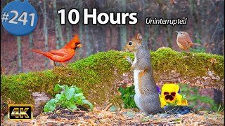 Relaxing TV for Cats 😻 Uninterrupted 10 Hours Birds 🐦 Squirrels 🐿No ADs Cat TV