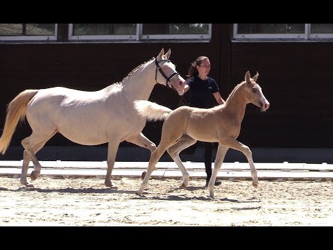 44 – New Moon von Grindau, HF von FS Numero Uno - FS Champion de Luxe, *15.05.2018