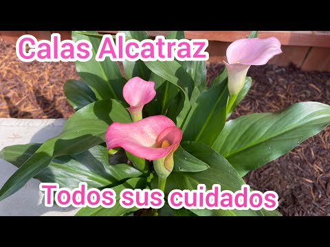 , title : 'Calas, alcatraz, zantedeschia flores hermosas para tu jardín'