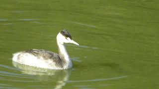 鳥、EKHの鳥動画（カンムリカイツブリ（冠鳰）１１２１２１２０１）