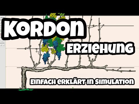 Cordon vine pruning explained in simulation | How to optimally prune your vines at home!