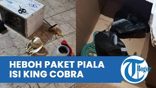 Paket Piala ke Inggris Berisi Ular King Cobra, Diduga Penyelundupan Hewan Lewat Jasa Ekspedisi