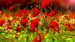 Djivan Gasparyan- Lovely Spring