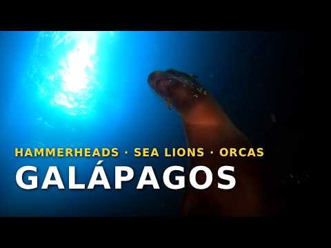 Diving Galápagos: Hammerheads, Sea Lions & Orcas | Buceo en Galápagos