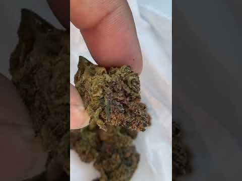 Stiiizy Pink Champagne Flower Preview