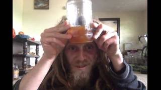 Amanita Muscaria Info & Alchemical Sun Tea Preparation - Eternity in a Box