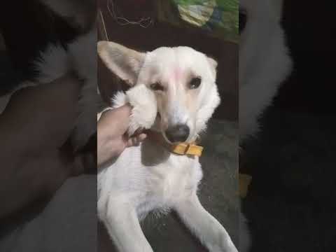 #youtubeshorts #viral# 🐕 shorts #video  😴😴