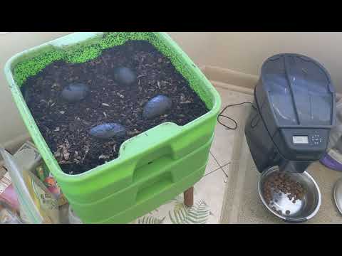 Hot Frog Living Composter Day 309 - Checking Migration and Feeding - Vermicomposting