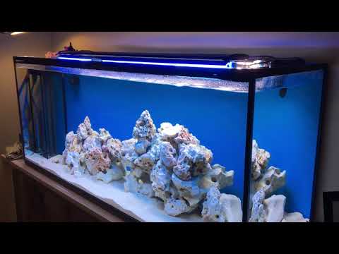 006 Akwarium Morskie 500L - 7 dni mineło.