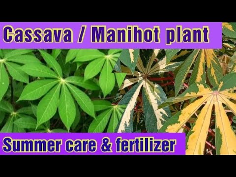 , title : 'How to grow Manihot plant at home 🏠/ Manihot esculenta/ Health benefits of cassava'