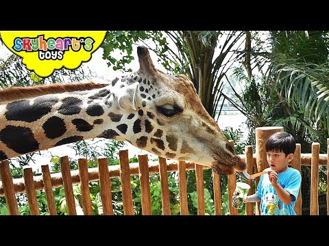 Toddler's back in Singapore Zoo Part 2 | Skyheart's safari adventure with animals jungle kids