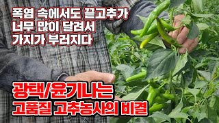 안동 고추농사의 달인 강대헌 회장이 이야기 하는 폭염 속에서도 다수확 고품질 고추농사 비법 공개
