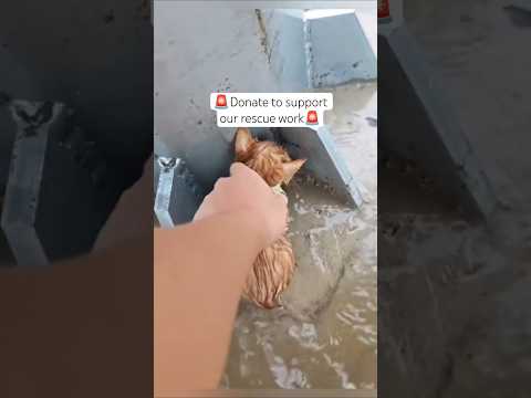 Link in bio #unitedkingdom #unitedstates #shorts #newyork #barcelona #london #losangeles #australia