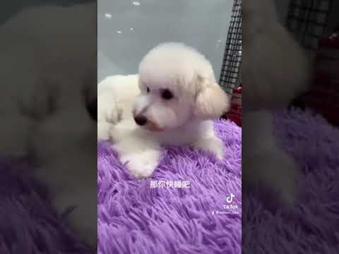 你很可爱，就是可爱