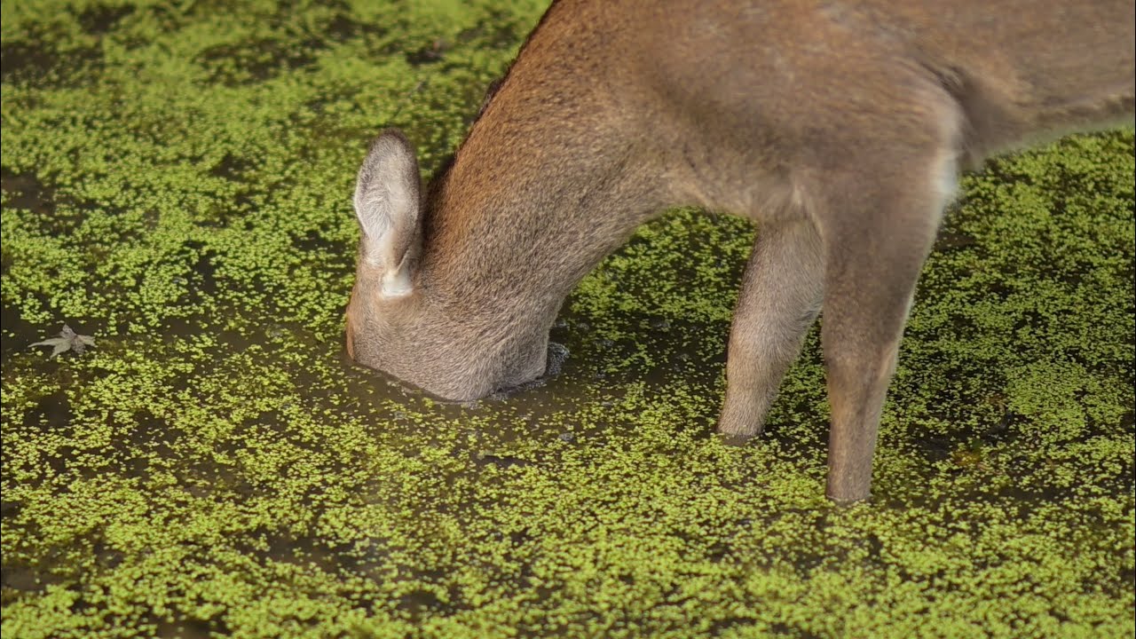 奈良公園　池に顔を沈める鹿さん