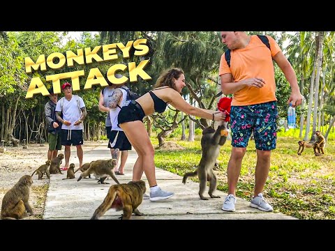 What Happened on Monkey Island in Nha Trang? | Monkeys Island, Orchid Island, suburb of Nha Trang