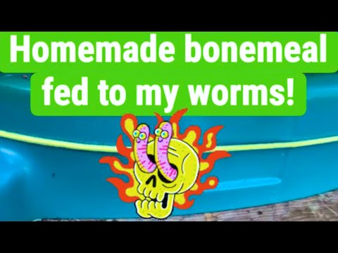 Homemade bonemeal fed to my worms in Gilligan!