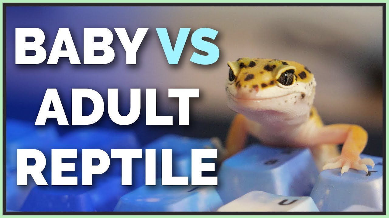 Should You Get a Juvenile or Adult Pet Reptile?