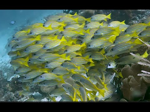 Raja Ampat (Indonesia) Scuba Diving Christmas '22 (4k)