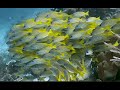 Raja Ampat Indonesia Scuba Diving Christmas 22 4k
