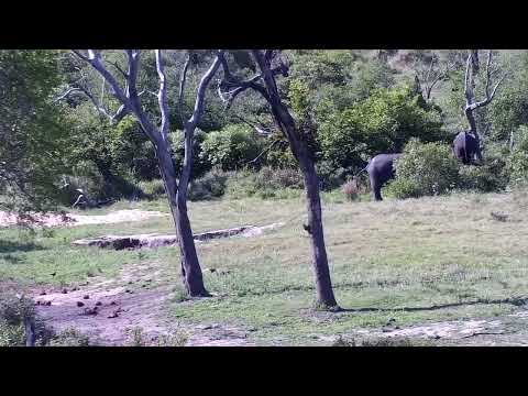 Djuma: Elephants at shallow end of dam - 15:04 - 11/05/2022