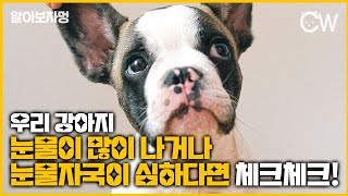 강아지 눈물이 많이 나거나 눈물자국이 심하면 이렇게 해볼 수 있어요 :)