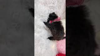 ハーフ犬の動画01