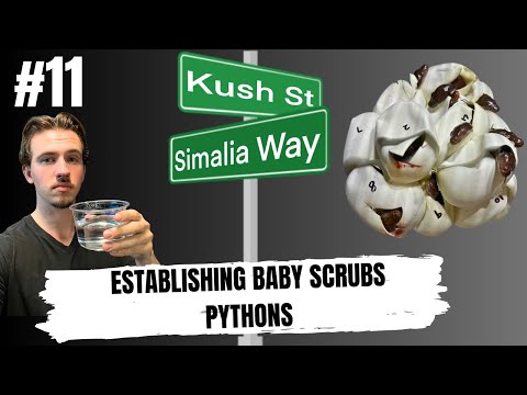THE ROAD TO MAKING USCBB WAMENA SCRUB PYTHONS | KUSH'S KORNER