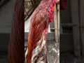 Cara Merawat Ayam Habis Tarung Pukul