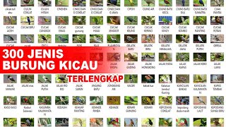 Download lagu 300 JENIS BURUNG KICAU, NAMA NAMA BURUNG KICAU mp3
