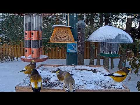 Evening Grosbeaks Forage In The Snow In Ontario – Nov. 15, 2019