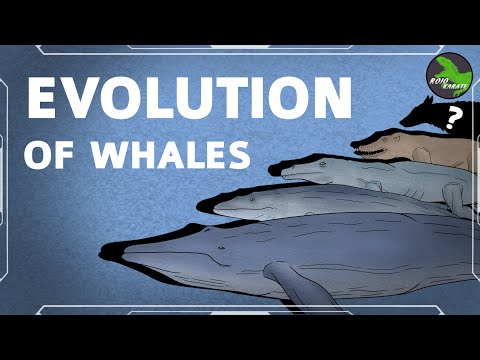 Evolution of Whales Animation