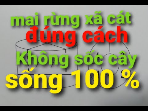 Xã cát. Thay phân mai rừng đúng cách