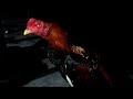 Ayam Bangkok Muda Istimewa